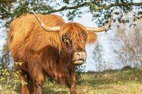 Schottischer Highlander