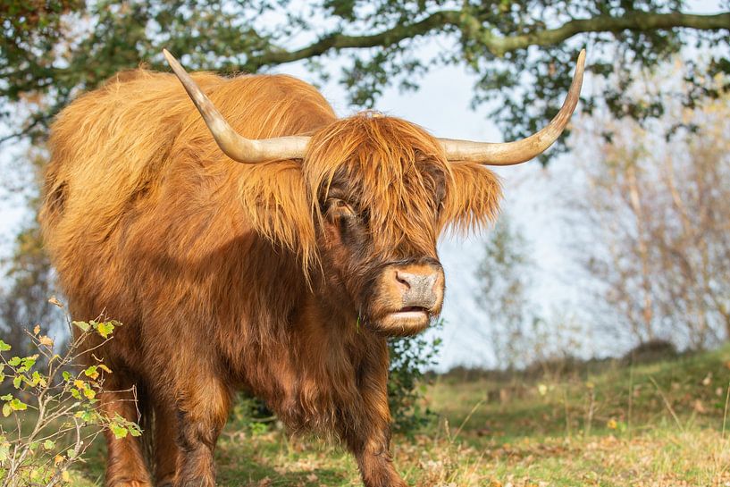 Schottischer Highlander von Erwin Heuver