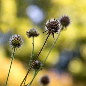 Herfst 1/Autumn 1 sur Jens Martin