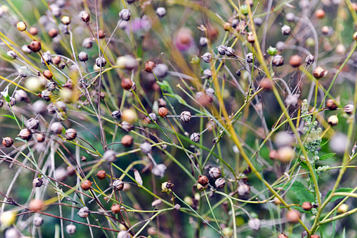 De petits grains de céréales multicolores dans un champ, baignés par la lumière d'automne
