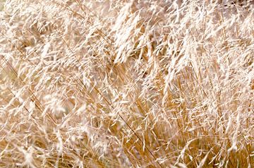 Golden Field Soft Wind by Nicole Schyns