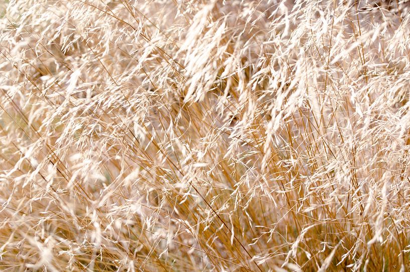 Goldenes Feld Weicher Wind von Nicole Schyns