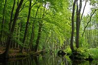 green hell - Mecklenburg