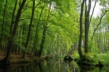 grüne Hölle - Mecklenburg