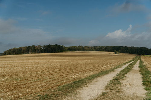 A golden field alongside a country road