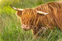 Highlander écossais (2 de 2)