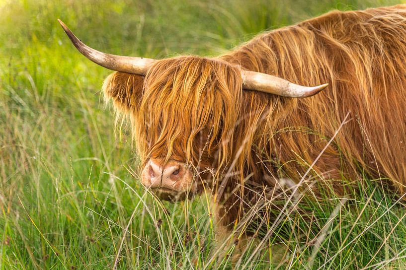 Highlander écossais (2 de 2) par Hans Stuurman