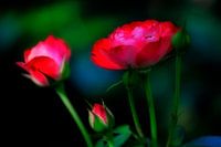 Rode Rozen - Roze