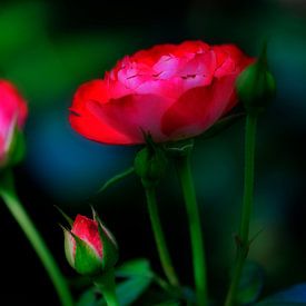 Rote Rosen - Rosa von Juergen Braun