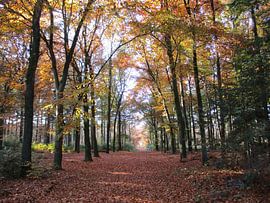 Herfst van richard de bruyn