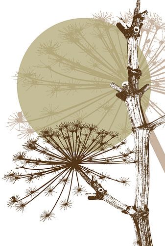Hogweed stem (vertical) by Jack Schoneveld