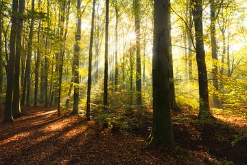 Autumn forest by Martien Hoogebeen Fotografie