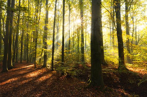 Herfstbos