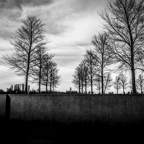 Bomen in de stad-2.