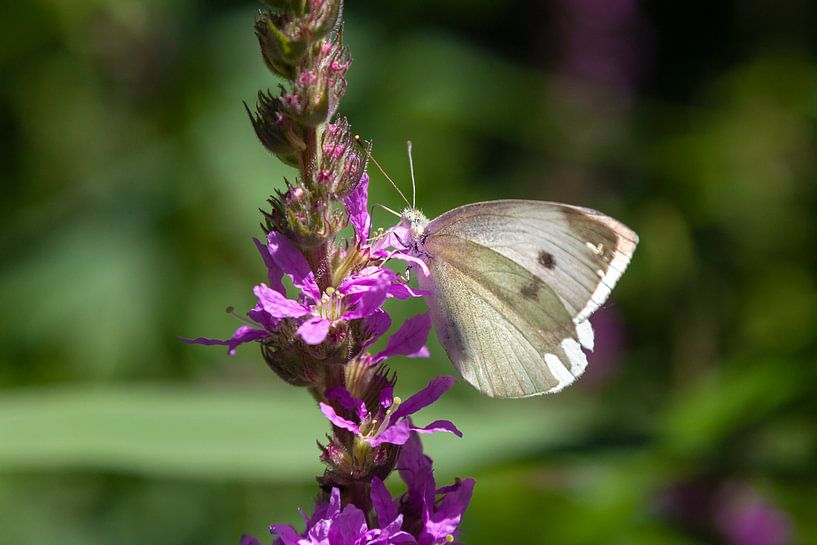 Butterfly on purple flower by Nel Diepstraten