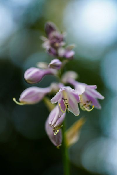 Naturfoto Hyazinthe Kunst 2 von Martijn Jebbink Photography