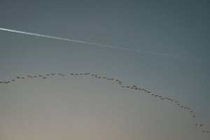 Vogels in Formatie Hemelse Stilte bij Ondergaande Zon