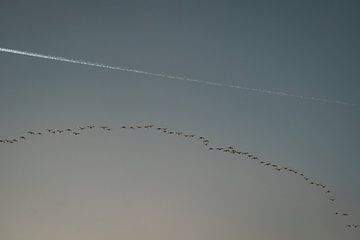 Oiseaux en formation Silence céleste au soleil couchant sur Femke Ketelaar