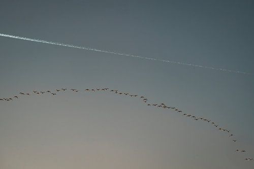 Vogels in Formatie Hemelse Stilte bij Ondergaande Zon