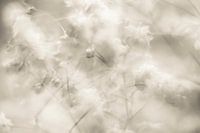 Impression of gypsophila