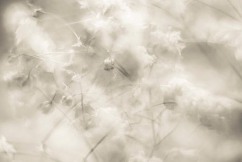 Impressie van gipskruid