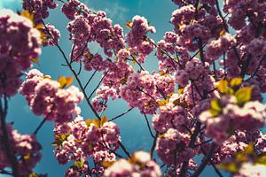 Bloesem Foto op Canvas – Roze Kersenbloesem Lente Wanddecoratie 11