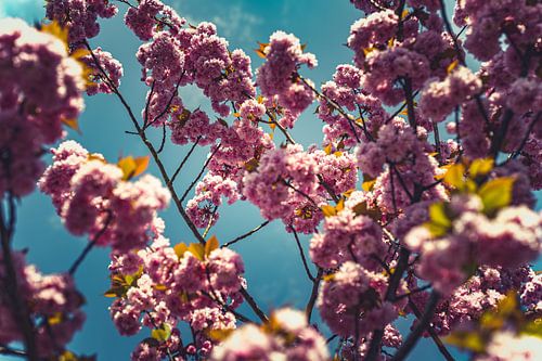 Blossom Photo on Canvas – Pink Cherry Blossom Spring Wall Decoration 11