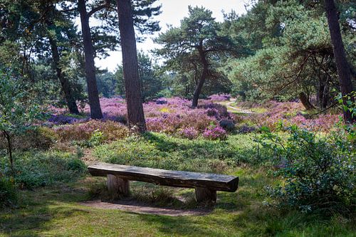 Bankje op een idyllische plek met bloeiende heide op de Veluwe