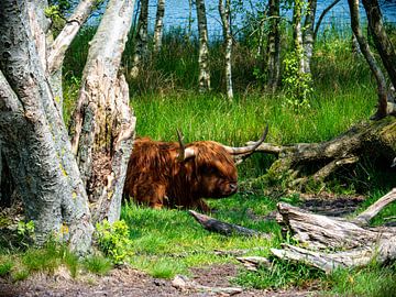 hooglander van snippephotography