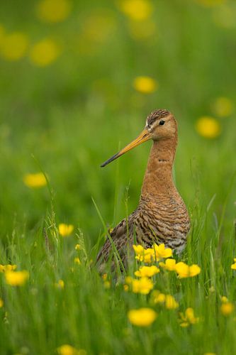 Grutto steekt met zijn kop uit het grasland met boterbloemen