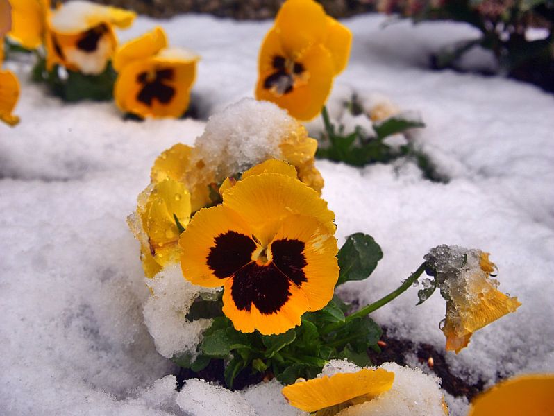 Pansies des neiges par Edgar Schermaul