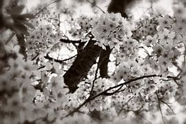 Cherry blossom magic in black white by Marlika Art