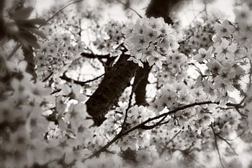 Cherry blossom magic in black white by marlika art