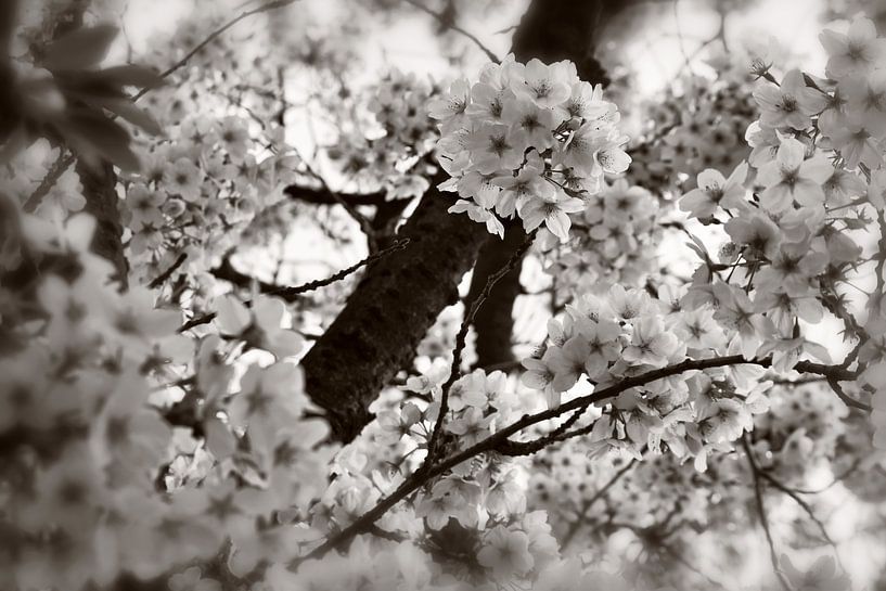 La magie des fleurs de cerisier en noir et blanc par Marlika Art
