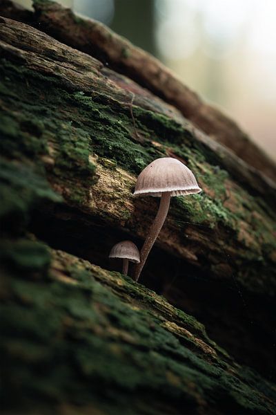 The Sun by Jeltse Bosma