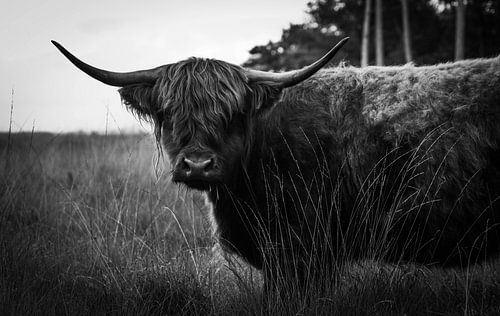 Scottish Highlander 16