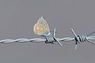 Icarus blue on barbed wire by Remco Van Daalen thumbnail
