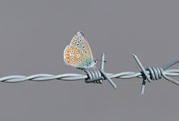 Icare bleu sur du fil barbelé