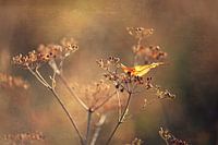 a touch of autumn...