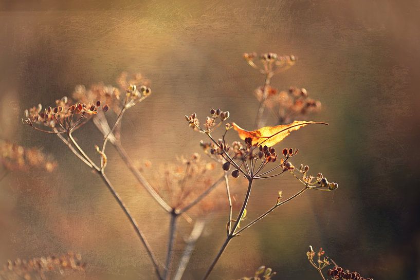 Ein bisschen Herbst  von Els Fonteine