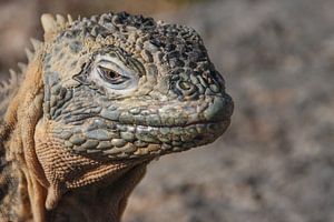 Godzilla, Galapagos