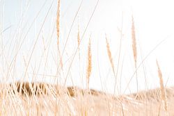 Helmgras in de duinen van Noord-Holland