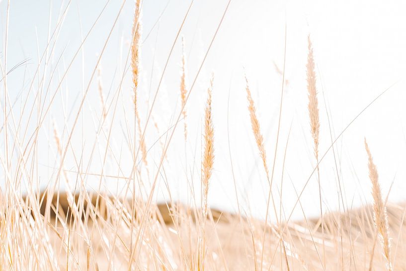 Marram grass in the dunes of North Holland by Melissa Peltenburg