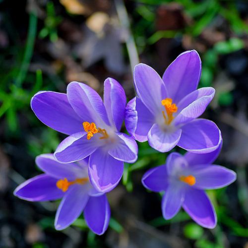 Crocus