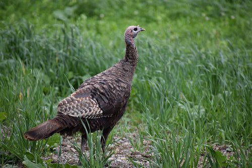 Een wilde kalkoen in een veld