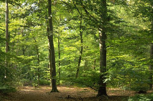 In the middle of the woods, bathed in sunlight