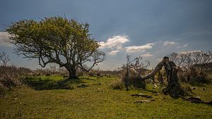 Kennemerduinen, Nord-Holland