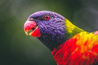 Regenbooglori vogel van Eveline Dekkers thumbnail