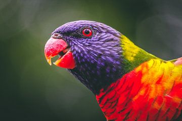 Regenbooglori vogel van Eveline Dekkers