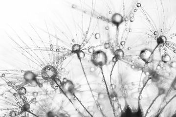 Dandelion fluff with droplets by Marjolijn van den Berg